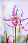 TWELVE NUNNS, LINCOLNSHIRE: PINK, FLOWERS OF DOGS TOOTH VIOLET - ERYTHRONIUM REVOLUTUM KNIGHTSHAYES PINK, SPRING, BLOOMS, WOODLAND, BULBS
