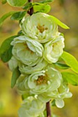 CLOSE UP PLANT PORTRAIT OF GREEN, CREAM FLOWERS OF CHAENOMELES SPECIOSA KINSHIDEN, QUINCE, SHRUBS, MARCH, FLOWERING, BLOOMING, BLOOMS