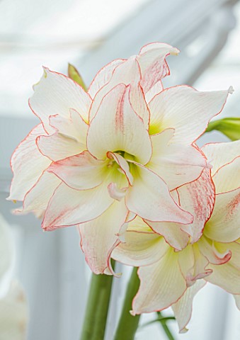 WEST_DEAN_GARDENS_SUSSEX_WHITE_RED_FLOWERS_OF_AMARYLLIS_HIPPEASTRUM_APHRODITE_BULBS_APRIL_GREENHOUSE
