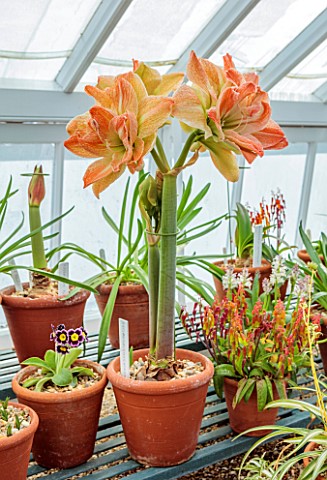 WEST_DEAN_GARDENS_SUSSEX_ORANGE_GREEN_FLOWERS_OF_AMARYLLIS_HIPPEASTRUM_EXOTIC_NYMPH_BULBS_APRIL_GREE