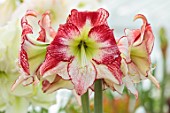 WEST DEAN GARDENS, SUSSEX: RED, WHITE FLOWERS OF AMARYLLIS, HIPPEASTRUM FLAMINGO QUEEN, BULBS, APRIL, GREENHOUSE, GLASSHOUSE