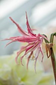 WEST DEAN GARDENS, SUSSEX: WHITE, PINK FLOWERS OF AMARYLLIS, HIPPEASTRUM QUITO, BULBS, APRIL, GREENHOUSE, GLASSHOUSE