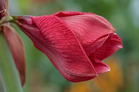 WEST_DEAN_GARDENS_SUSSEX_PINK_RED_FLOWERS_OF_AMARYLLIS_HIPPEASTRUM_HERCULES_BULBS_APRIL_GREENHOUSE_G