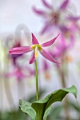 TWELVE NUNNS, LINCOLNSHIRE: PINK FLOWERS OF DOGS TOOTH VIOLET - ERYTHRONIUM HARVINGTON ISABEL, SPRING, FLOWERS, BLOOMS, WOODLAND, BULBS