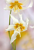 TWELVE NUNNS, LINCOLNSHIRE: CREAM, YELLOW FLOWERS OF DOGS TOOTH VIOLET - ERYTHRONIUM HARVINGTON SNOWGOOSE, SPRING, FLOWERS, BLOOMS, WOODLAND, BULBS