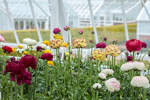 WEST_DEAN_GARDENS_SUSSEX_WHITE_APRIL_GREENHOUSE_GLASSHOUSE_BLOOMS_FLOWERS_OF_RANUNCULUS
