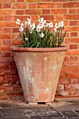 ULTING WICK, ESSEX: FORMAL SPRING, TERRACOTTA CONTAINER, NARCISSUS POETICUS VAR. RECURVUS - PHEASANTS EYE NARCISSUS. BULBS, DAFFODILS