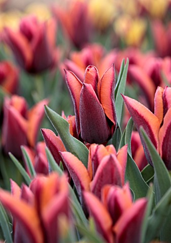 ULTING_WICK_ESSEX_CLOSE_UP_PORTRAIT_OF_RED_ORANGE_FLOWERS_BLOOMS_OF_TULIP_SLAWA_BULBS_SPRING_MAY