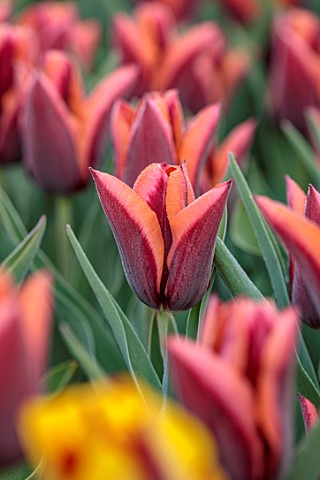 ULTING_WICK_ESSEX_CLOSE_UP_PORTRAIT_OF_RED_ORANGE_FLOWERS_BLOOMS_OF_TULIP_SLAWA_BULBS_SPRING_MAY