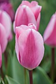 ULTING WICK, ESSEX: CLOSE UP PORTRAIT OF PINK FLOWERS, BLOOMS OF TULIP ALGARVE, BULBS, SPRING, MAY