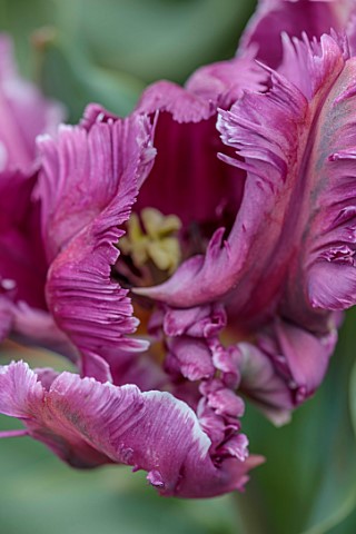 ULTING_WICK_ESSEX_CLOSE_UP_PORTRAIT_OF_PURPLE_GREEN_FLOWERS_BLOOMS_OF_TULIP_MYSTERIOUS_PARROT_BULBS_