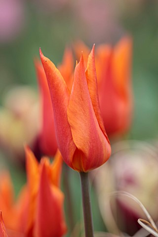 ULTING_WICK_ESSEX_CLOSE_UP_PORTRAIT_OF_ORANGE_FLOWERS_BLOOMS_OF_TULIP_BALLERINA_BULBS_SPRING_MAY