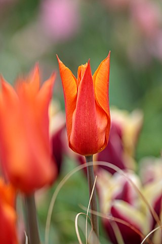 ULTING_WICK_ESSEX_CLOSE_UP_PORTRAIT_OF_ORANGE_FLOWERS_BLOOMS_OF_TULIP_BALLERINA_BULBS_SPRING_MAY