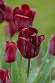 ULTING WICK, ESSEX: PLANT PORTRAIT OF PURPLE, RED, FLOWERS, BLOOMS OF TULIP JAN REUS, APRIL, BULBS