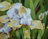 ULTING WICK, ESSEX: CLOSE UP OF PALE BLUE, BROWN FLOWERS OF MINIATURE IRIS REAL COQUETTE, STANDARD, DWARF, BEARDED