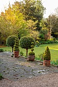 PINE HOUSE, LEICESTERSHIRE: TERRACE, PATIO, TERRACOTTA CONTAINERS, CLIPPED TOPIARY BOX, APRIL, SPRING