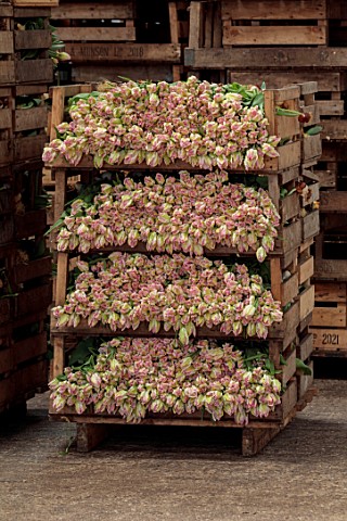 SMITH__MUNSON_LINCOLNSHIRE_BOXES_OF_FRESHLY_PICKED_PINK_CREAM_FLOWERS_OF_PARROT_TULIP_CABANA_PARROT_
