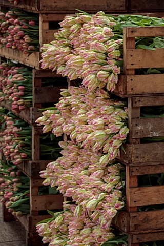 SMITH__MUNSON_LINCOLNSHIRE_BOXES_OF_FRESHLY_PICKED_PINK_CREAM_FLOWERS_OF_PARROT_TULIP_CABANA_PARROT_