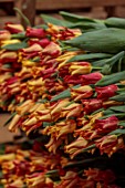 SMITH & MUNSON, LINCOLNSHIRE: BOXES OF FRESHLY PICKED RED, ORANGE, YELLOW FLOWERS OF TULIP STRIPED CROWN, SPRING, MAY
