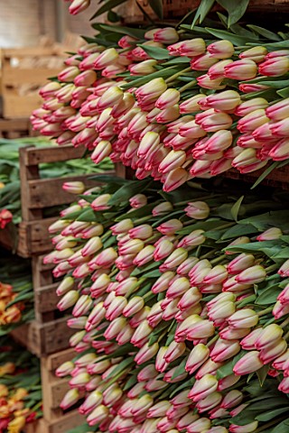SMITH__MUNSON_LINCOLNSHIRE_BOXES_OF_FRESHLY_PICKED_PINK_WHITE_FLOWERS_OF_TULIP_SUPERMODEL_SPRING_MAY