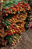 SMITH & MUNSON, LINCOLNSHIRE: BOXES OF FRESHLY PICKED RED, ORANGE, YELLOW FLOWERS OF TULIP STRIPED CROWN, SPRING