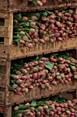 SMITH & MUNSON, LINCOLNSHIRE: BOXES OF FRESHLY PICKED DOUBLE, GREEN, PINK, FLOWERS OF TULIP COLUMBUS, SPRING, MAY