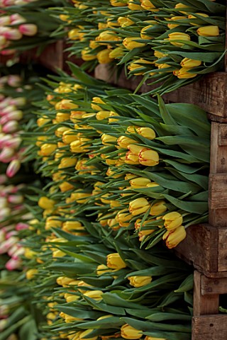 SMITH__MUNSON_LINCOLNSHIRE_BOXES_OF_FRESHLY_PICKED_YELLOW_RED_FLOWERS_OF_TULIP_COLUMBUS_SPRING_MAY