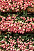 SMITH & MUNSON, LINCOLNSHIRE: BOXES OF FRESHLY PICKED PINK, WHITE FLOWERS OF TULIP COLUMBUS, SPRING, MAY