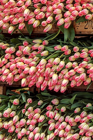SMITH__MUNSON_LINCOLNSHIRE_BOXES_OF_FRESHLY_PICKED_PINK_WHITE_FLOWERS_OF_TULIP_COLUMBUS_SPRING_MAY