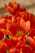 SMITH & MUNSON, LINCOLNSHIRE: ORANGE FLOWERS OF TULIP ORANGE JUICE, SPRING, MAY, BULBS