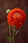 SMITH & MUNSON, LINCOLNSHIRE: ORANGE FLOWERS OF RANUNCULUS ELEGANCE CLEMENTINE