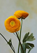 SMITH & MUNSON, LINCOLNSHIRE: YELLOW FLOWERS OF RANUNCULUS ELEGANCE GIALLO
