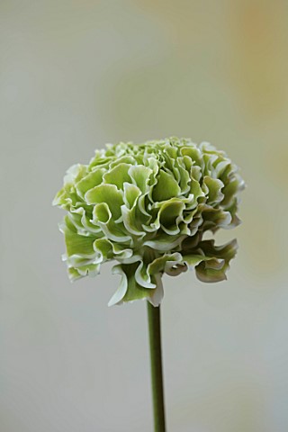 SMITH__MUNSON_LINCOLNSHIRE_CREAM_WHITE_GREEN_FLOWERS_OF_RANUNCULUS_PON_PON_IGLOO_LITTLE_FROG