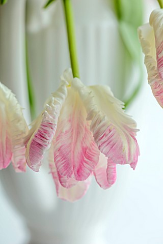 SMITH__MUNSON_LINCOLNSHIRE_PINK_WHITE_FLOWERS_OF_PARROT_TULIP_CABANA_PARROT