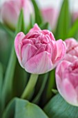 SMITH & MUNSON, LINCOLNSHIRE: PINK, WHITE FLOWERS OF PINK DOUBLE TULIP VOGUE, BULBS, MAY