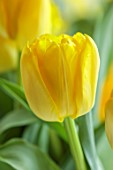 SMITH & MUNSON, LINCOLNSHIRE: YELLOW FLOWERS OF TULIP VEDI NAPOLI, DOUBLE, BULBS, MAY