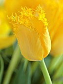 SMITH & MUNSON, LINCOLNSHIRE: YELLOW FLOWERS OF DOUBLE, FRINGED TULIP YELLOW VALERY, BULBS, MAY