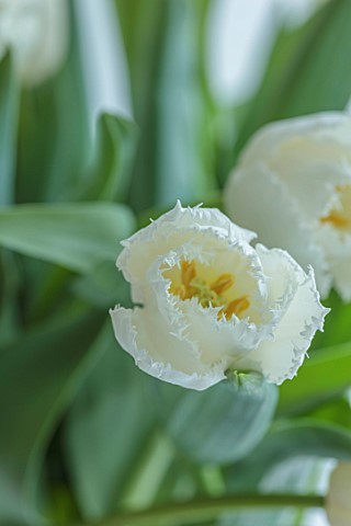 SMITH__MUNSON_LINCOLNSHIRE_WHITE_FRINGED_FLOWERS_OF_TULIP_SMIRNOFF_BULBS_MAY