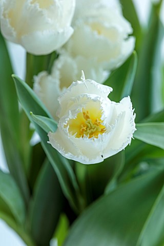 SMITH__MUNSON_LINCOLNSHIRE_WHITE_FRINGED_FLOWERS_OF_TULIP_SMIRNOFF_BULBS_MAY