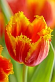 SMITH & MUNSON, LINCOLNSHIRE: ORANGE, YELLOW FLOWERS OF TULIP DAVENPORT, SPRING, MAY, BULBS