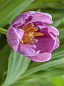 SMITH & MUNSON, LINCOLNSHIRE: PINK, LILAC FLOWERS OF DOUBLE TULIP KICKSTART, BULBS, MAY