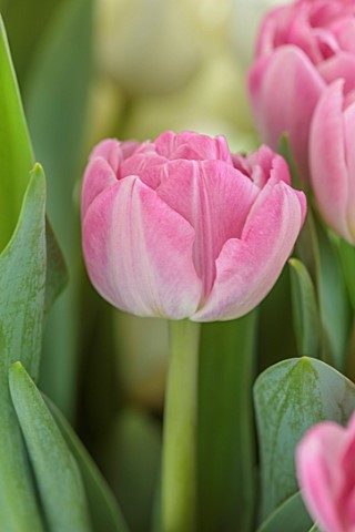 SMITH__MUNSON_LINCOLNSHIRE_PINK_WHITE_FLOWERS_OF_PINK_DOUBLE_TULIP_VOGUE_BULBS_MAY