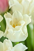 SMITH & MUNSON, LINCOLNSHIRE: WHITE, GREEN FLOWERS OF TULIP WHITE LIBERSTAR, CROWN, BULBS, MAY