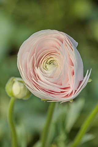 SMITH__MUNSON_LINCOLNSHIRE_PALE_PINK_FLOWERS_OF_RANUNCULUS_CLONI_SUCCESS_HANOI_BLOOMS_FLOWERING_MAY_