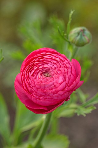SMITH__MUNSON_LINCOLNSHIRE_PINK_FLOWERS_OF_RANUNCULUS_ELEGANCE_CICLAMINO_BLOOMS_FLOWERING_MAY_BLOOMI