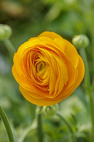 SMITH__MUNSON_LINCOLNSHIRE_YELLOW_FLOWERS_OF_RANUNCULUS_ELEGANCE_GIALLO_BLOOMS_FLOWERING_MAY_BLOOMIN