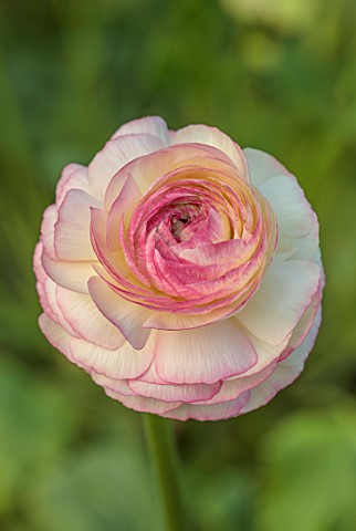 SMITH__MUNSON_LINCOLNSHIRE_PINK_FLOWERS_OF_RANUNCULUS_CLONI_SUCCESS_FELICIDADE_BLOOMS_FLOWERING_MAY_
