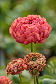 SMITH & MUNSON, LINCOLNSHIRE: HOT PINK, CORAL FLOWERS OF RANUNCULUS CLONI PON PON MINERVA, BLOOMS, FLOWERING, MAY, BLOOMING