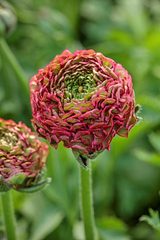 SMITH__MUNSON_LINCOLNSHIRE_PINK_GREEN_FLOWERS_OF_RANUNCULUS_PON_PON_FANNY_BLOOMS_BLOOMING_FLOWERING_