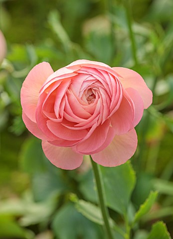 SMITH__MUNSON_LINCOLNSHIRE_PINK_FLOWERS_OF_RANUNCULUS_CLONI_SUCCESS_GRAND_PASTELLO_BLOOMS_BLOOMING_F